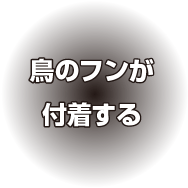 鳥のフンが付着する